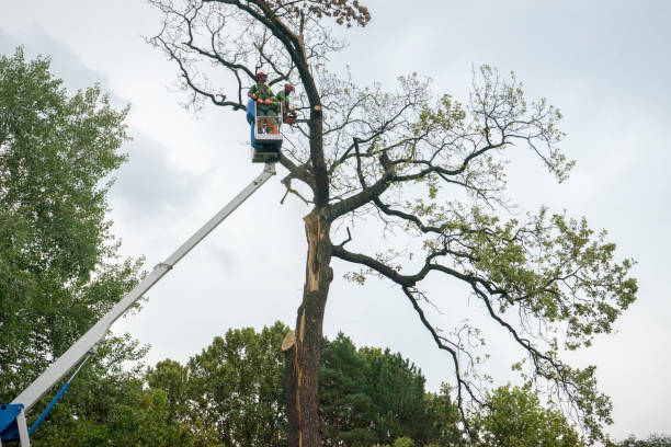 Best Tree Preservation Services  in Proctor, VT